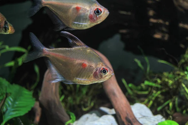 Vérzés Szív Tetra Hyphessobrycon Erythrostigma Trópusi Halak — Stock Fotó