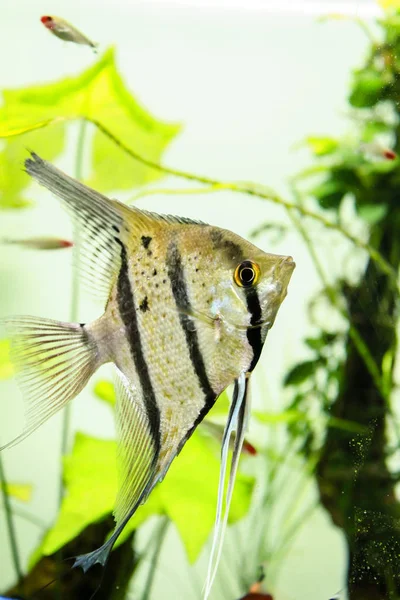 Rio Nanay Peru Dan Perulu Altum Angelfish Gerçek Bir Altum — Stok fotoğraf