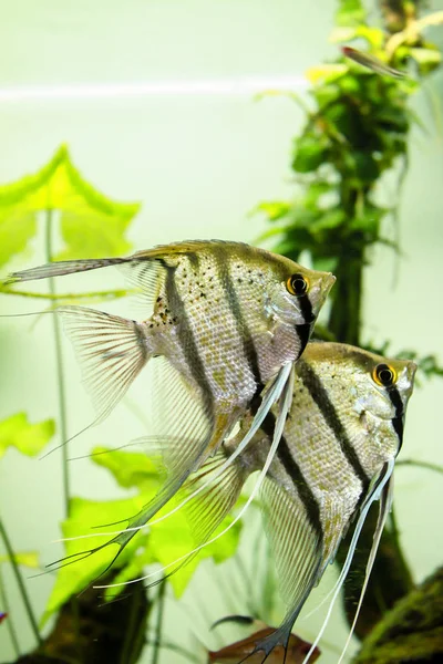 Περουβιανό Altum Angelfish Από Ρίο Νανάι Του Περού Δεν Είναι — Φωτογραφία Αρχείου