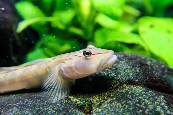 Candidius Goby Rhinogobius Candidianus — Stok fotoğraf