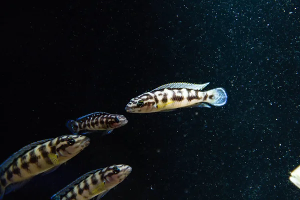 Scuola Julidochromis Ciclide — Foto Stock