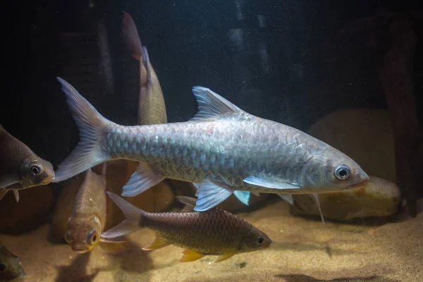 Tay Mahseer Tor Tambroides — Stok fotoğraf