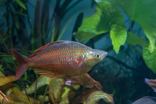 植えられたタンクの中の銀赤い虹の魚 メラオタエニアSp — ストック写真
