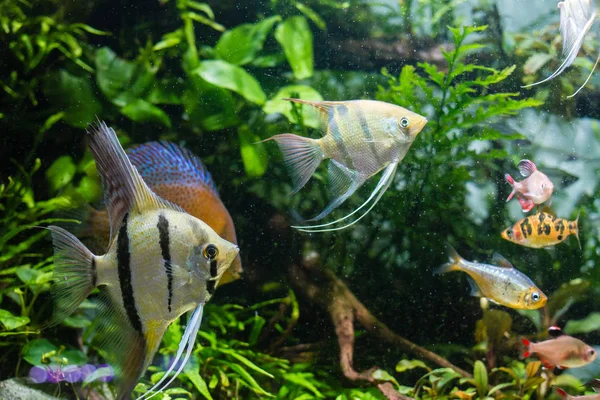 Pesce Angelo Selvatico Tetra Nel Serbatoio Piantato — Foto Stock