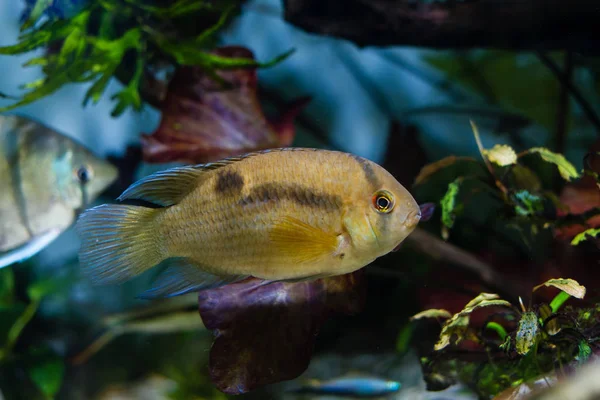 Cichlid Cleithracara Maronii — 스톡 사진