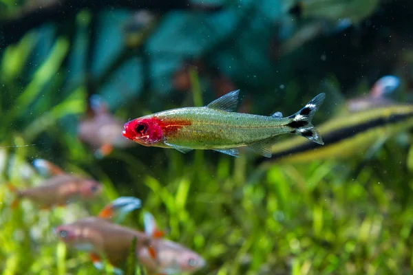 Rummy Nose Tetra Hemigrammus Rhodostomus Tropical Fish — Stock Photo, Image