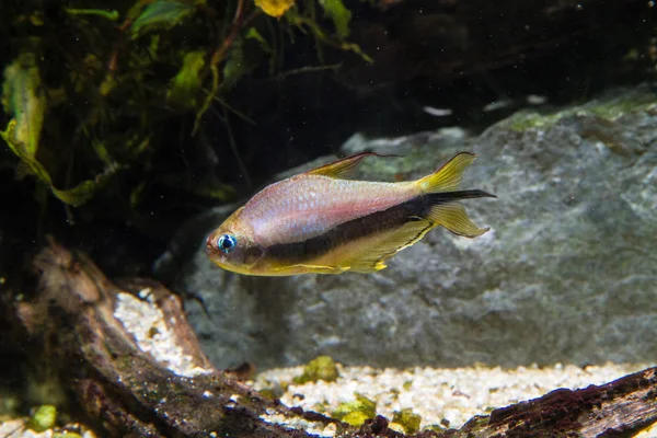 Imperador Tetra Fish Nematobrycon Palmeri — Fotografia de Stock