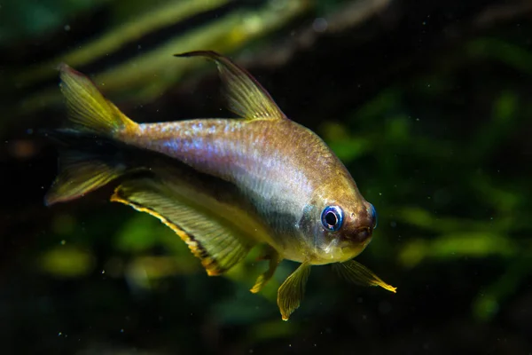 Emperador Tetra Fish Nematobrycon Palmeri —  Fotos de Stock