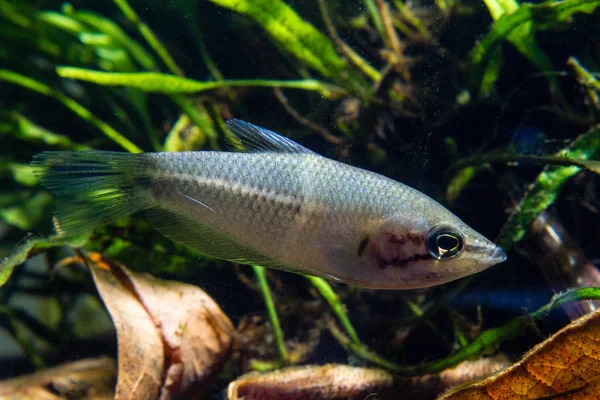 Giant Chocolate Gourami Sphaerichthys Acrostoma — Stock Photo, Image