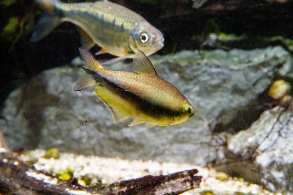 Αυτοκράτορας Tetra Fish Νεματομπράκον Παλμέρι — Φωτογραφία Αρχείου