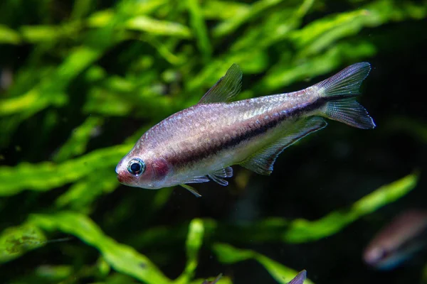 Female Rainbow Emperor Tetra Nematobrycon Lacortei Royalty Free Stock Images