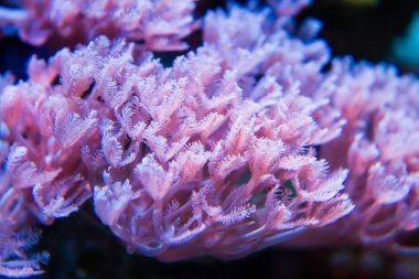 Pom pom pompalama xenia(Xenia sp yakın çekim.)