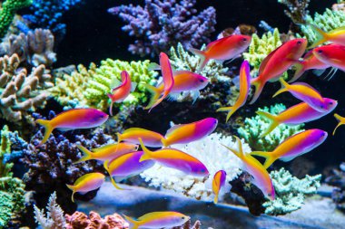 Carberryi anthias, şaşaalı anthias, evansi anthias kısa taşlı polip resif tankı gibi anthais Okullanması