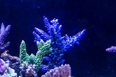 Kısa Polip Taşlı Mercan (Sps)