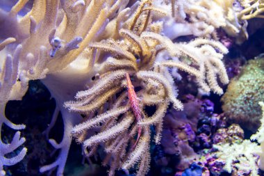 Uzun burun Şahin Balığı (Oxycirrhites typus) deri mercan üzerinde