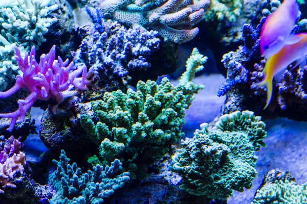 Short Polyp Stony Coral Sps — Stock Photo, Image