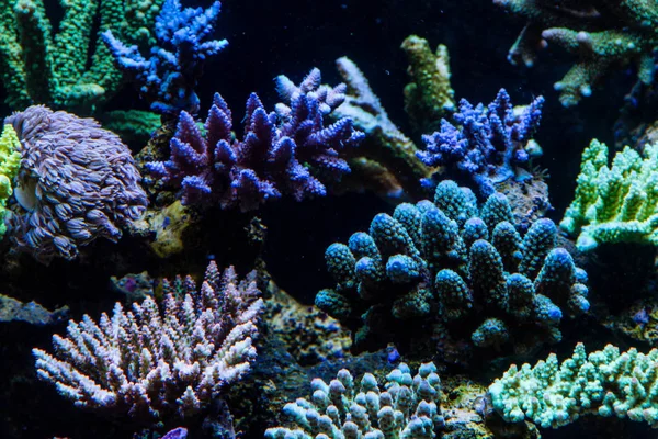 Coral Pedregoso Pólipo Corto Sps — Foto de Stock