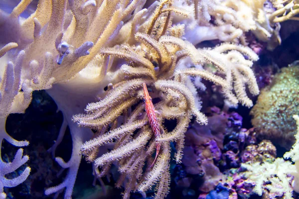 Uzun burun Şahin Balığı (Oxycirrhites typus) deri mercan üzerinde