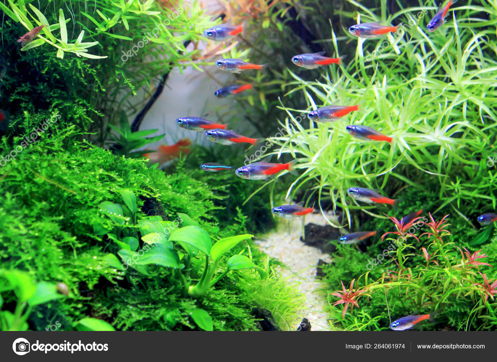 Diamond Neon Tetra Planted Aquarium Stock Photo by  ©nagatsuki.hikaru@gmail.com 264061974