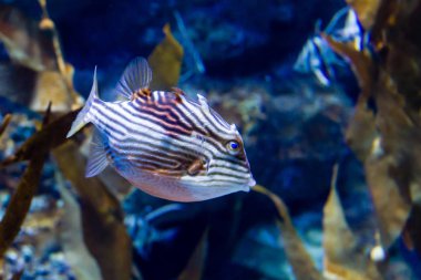 Shaw'S Cowfish (Aracana aurita)
