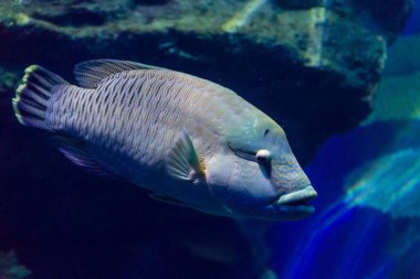 Humphead wrasse (Cheilinus undulatus) akvaryum tankında yüzme
