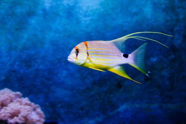 Sailfin balığı (Symphorichthys spilurus)