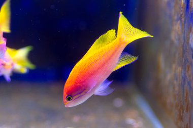 Twinspot Anthias (Pseudanthias bimaculatus) Maldivler süs deniz balığı