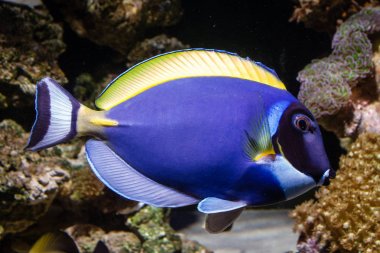 Toz mavi tang (Acanthurus leucosternon) resif tankıyüzme