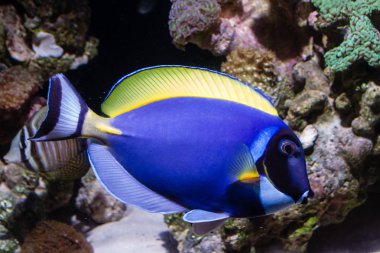 Toz mavi tang (Acanthurus leucosternon) resif tankıyüzme