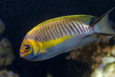 Maskeli Kırlangıç Kuyruğu Melek Balığı (Genicanthus semifasciatus) Erkek