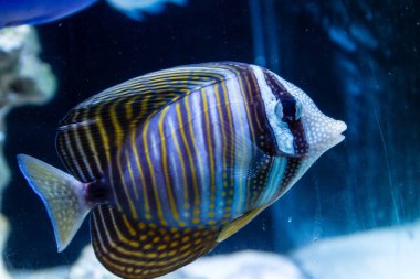 Hint okyanusu yelkenfin tang (Zebrasoma desjardinii) resif tankı yüzme