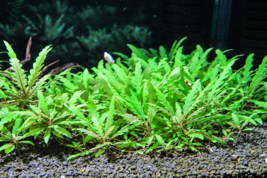 Hygrophila pinnatifida Hindistan'dan geldi. Yüzeyde kahverengi, yamalı yapraklar elde eder.