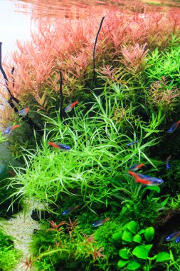 Kırmızı Rotala sap tesisi ve Elmas Neon Tera SuCul Dikilmiş Tank