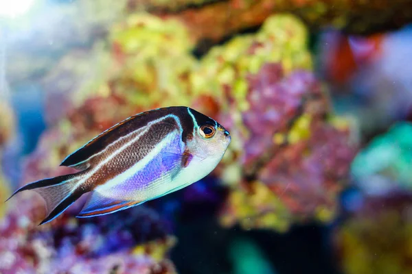 Bellus Angelfish Genicanthus Bellus Vrouwelijk — Stockfoto