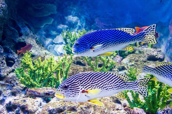 Yellowbanded Sweetlips Plectorhinchus Lineata — Stock Photo, Image