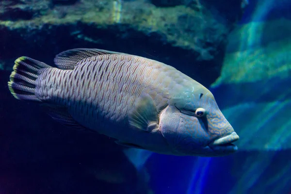 Humphead Wrasse Cheilinus Undulatus Swimming Aquarium Tank — Stock Photo, Image