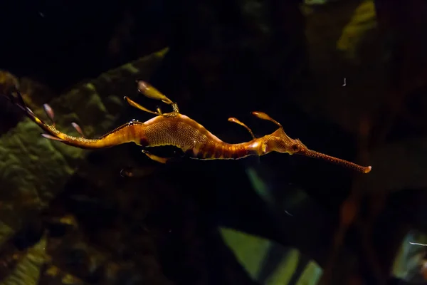 Weedy Seadragon Phyllopteryx Taeniolatus — Stock Photo, Image