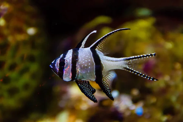 Pesce Cardinale Palamita Pterapogon Kauderni — Foto Stock