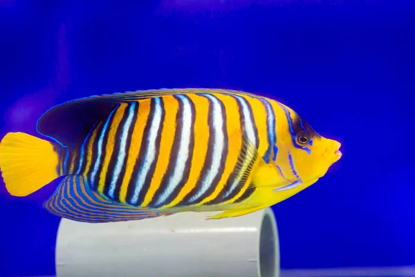 Царственна Риба Мальдів — стокове фото