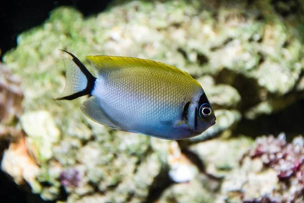 Masked Swallowtail Angelfish Genicanthus Semifasciatus Female — Stock Photo, Image