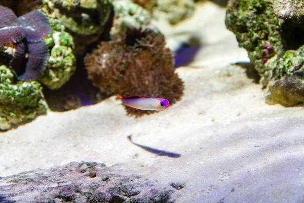 Purple Firefish Nemateleotris Decora — Stock Photo, Image