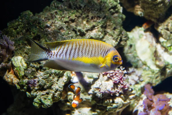 Álarcos Vitorláshal Genicanthus Semifasciatus Hím — Stock Fotó