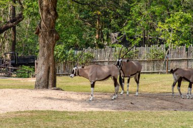 Doğu Afrika oryx (Oryx beisa)