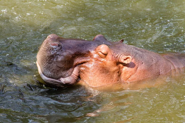 Hippopotame Attendant Être Nourri Par Homme — Photo