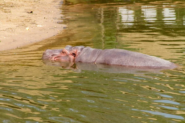 Hipopótamo Durmiendo Agua —  Fotos de Stock