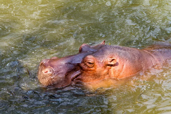 Hipopótamo Espera Alimento Humano —  Fotos de Stock