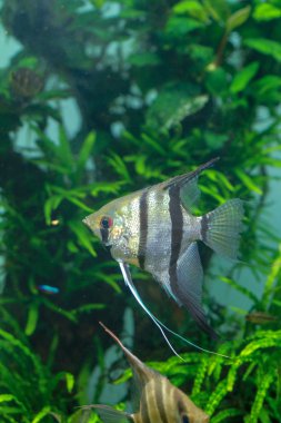 Vahşi Melek Balığı (Pterophyllum scalare
