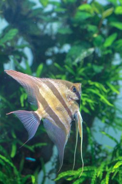 Gerçek Altum Angelfish (Pterophyllum altum) Tropikal balık