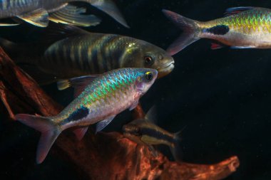 Hindistan'dan Dawkinsia rohani güzel süs balığı