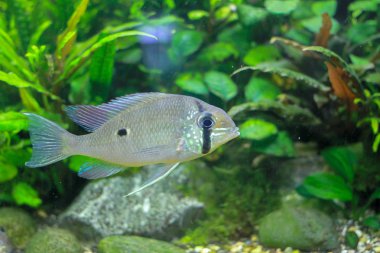 Orinoco Eartheater (Biotodoma wavrini)